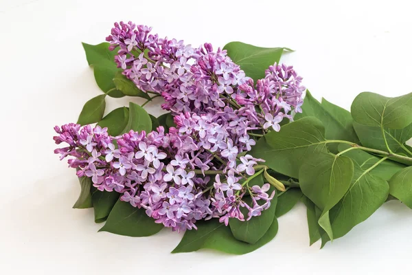 Fliederzweig mit schönen Blüten auf weißem Hintergrund. — Stockfoto