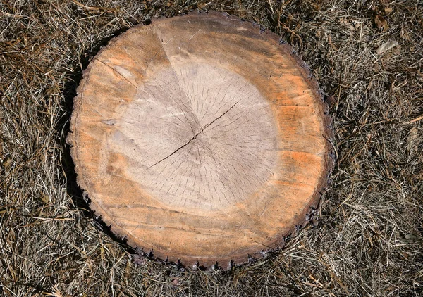 The surface of the stump of the felled tree. — Stock Photo, Image