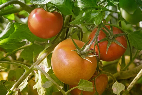 Os tomates amadurecem nos ramos de um Bush. — Fotografia de Stock