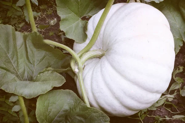 Pumpkin grows in the garden among green leaves. — Stock Photo, Image