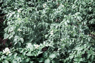 Alan küçük beyaz çiçekli çiçekli patates.