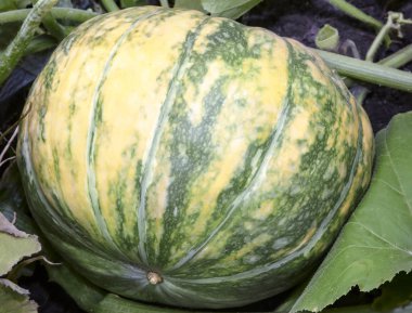 Kabak yeşil yaprakları arasında bahçede büyür.