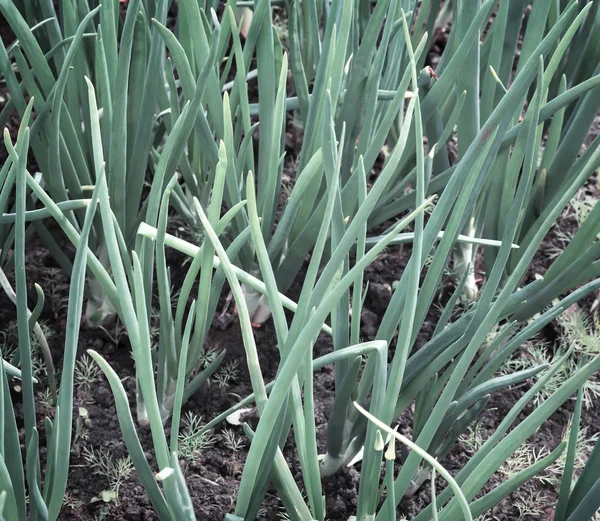 Plantar cebollas en el jardín . —  Fotos de Stock