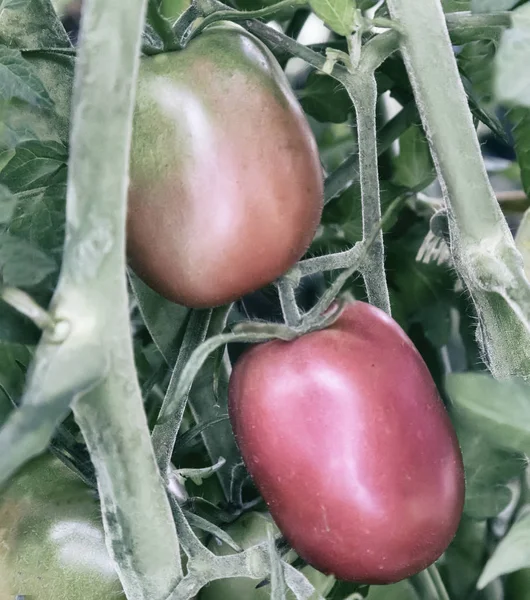 Los tomates maduran en las ramas de un Bush. — Foto de Stock