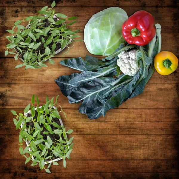 Mudas de pimenta e legumes frescos em uma mesa de madeira . — Fotografia de Stock