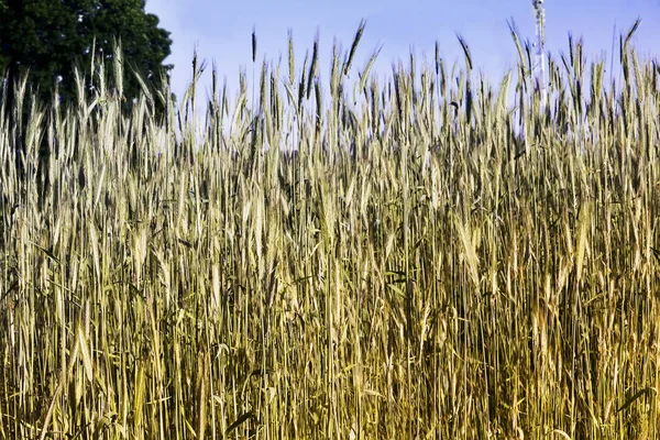 Colture di segale sul campo primo piano . — Foto Stock