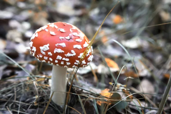 Mosca de cogumelos agaric na floresta em uma clareira . — Fotografia de Stock