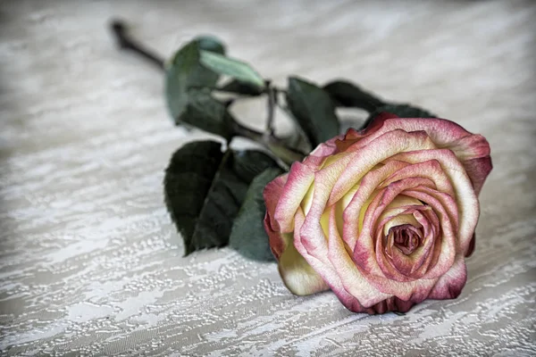 Piękna kwitnąca róża z zielonych liści — Zdjęcie stockowe