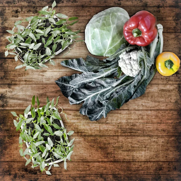 Mudas de pimenta e legumes frescos em uma mesa de madeira . — Fotografia de Stock