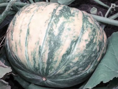 Kabak yeşil yaprakları arasında bahçede büyür.