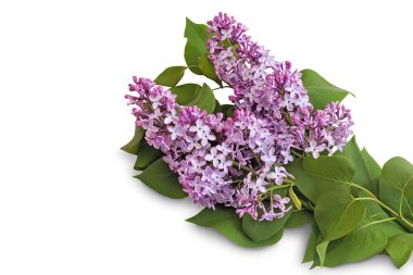 Lila beyaz zemin üzerine güzel çiçekler ile Şubesi.