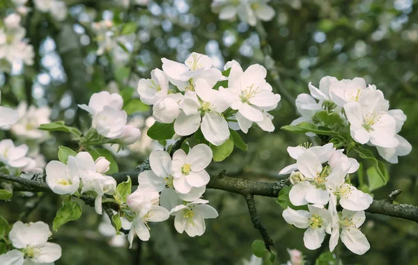 Branche de pommier à fleurs sur un fond un jardin vert . — Photo