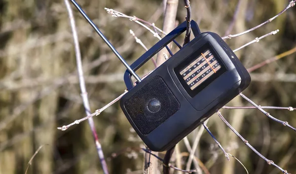 Małego radio na gałęzi drzewa. — Zdjęcie stockowe