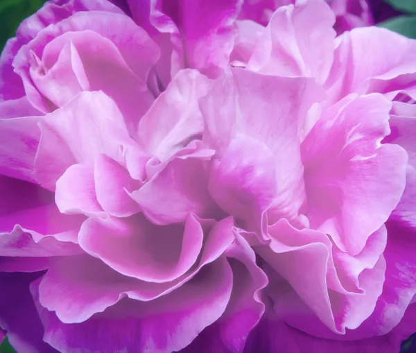 En medio de la flor un hermoso primer plano rosa . — Foto de Stock