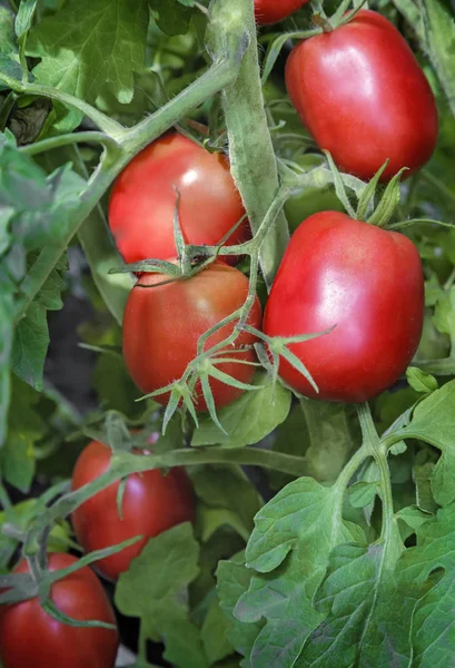 Grandes Tomates Maduros Amadurecem Jardim Entre Folhas Verdes Apresenta Close — Fotografia de Stock