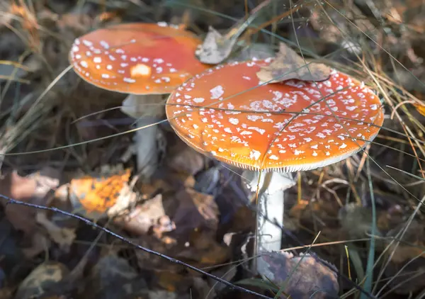 Pilzfliege im Wald auf einer Lichtung. — Stockfoto