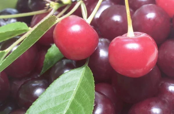 Gran Número Grandes Cerezas Maduras Con Tallos Hojas Acercamiento Presentado — Foto de Stock