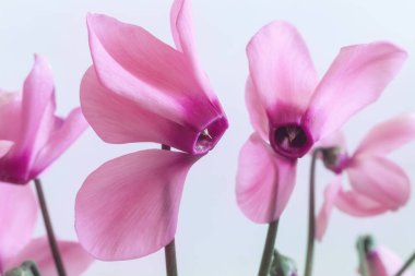 Bir açık renkli parlak pembe Siklamen çiçek yakın çekim.