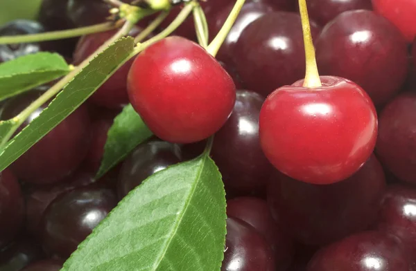 Gran fruta de cereza madura  . — Foto de Stock