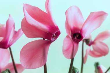 Çiçekli ve yeşil yapraklı siklamanlar.