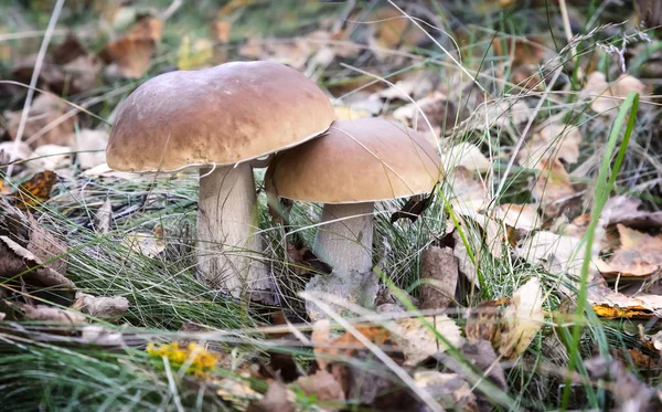 Dois cogumelos brancos que crescem na floresta em uma clareira . — Fotografia de Stock