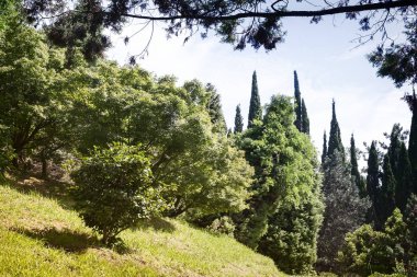 Parça boyunca birçok güzel tropik bitkiler botanik bahçesi parçası. Palmiye sokak.