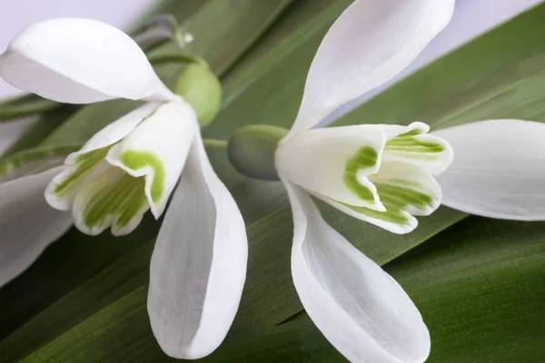 Fleurs Blanches Bourgeons Gouttes Neige Parmi Une Herbe Verte — Photo