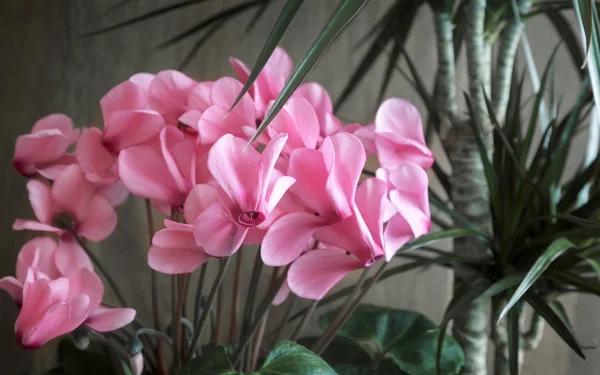 Ingegoten Bloemen Bloeiende Roze Cyclamen Tropische Planten Dracaena — Stockfoto