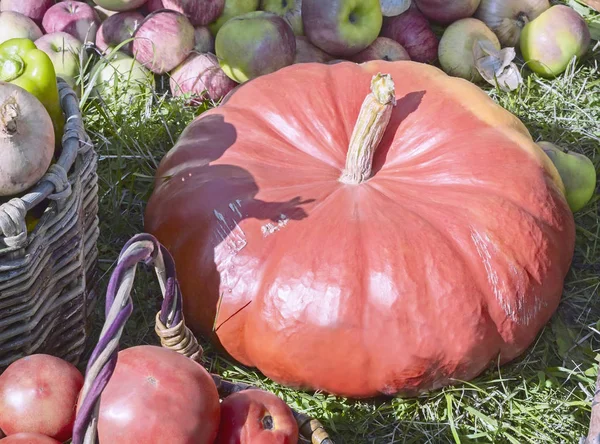 Wiele Warzyw Duża Dynia Jabłka Cebula Pomidory Sprzedawane Targach — Zdjęcie stockowe