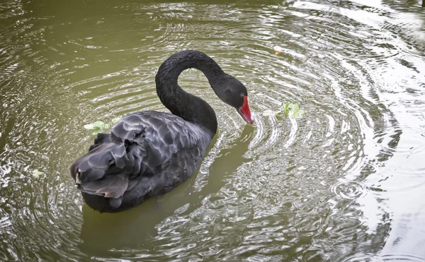 One Beautiful Black Swan Floating Lake Surface — Stock Photo, Image