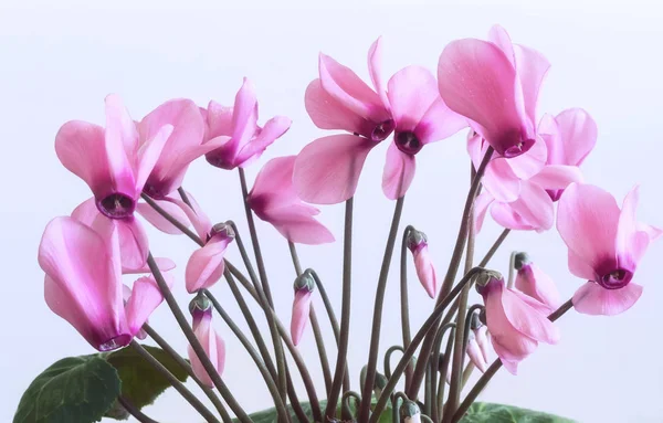 Sobre Fondo Verde Claro Flores Color Rosa Brillante Ciclamen Rodeadas — Foto de Stock
