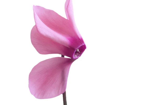 Sobre Fondo Blanco Con Ciclamen Flor Color Rosa Brillante Cerca — Foto de Stock