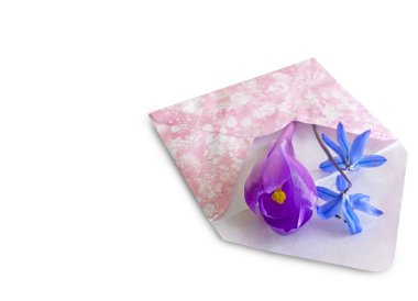 İlk bahar çiçekleri beyaz arka plan: kardelen, çiğdemler, Menekşe ve zarf.