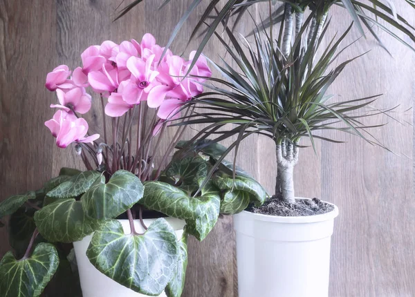 Potted Flowers Blooming Pink Cyclamen Tropical Plant Dracaena — Stock Photo, Image