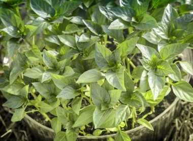 Dolmalık biber ile toprak bir plastik kap içinde fidan .