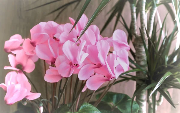 Flores en maceta: ciclamen y dracaena . — Foto de Stock