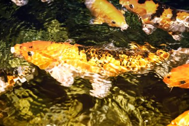 Koi - bir süs Evcil balık.