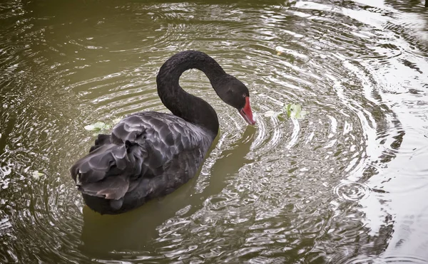 Single black Swan on the lake . — Stock Photo, Image