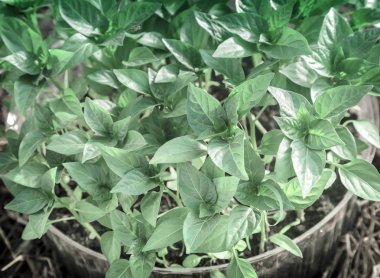 Dolmalık biber ile toprak bir plastik kap içinde fidan .