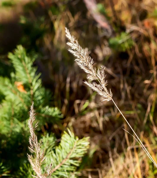 Höstlandskap: en stjälk torkat gräs närbild — Stockfoto