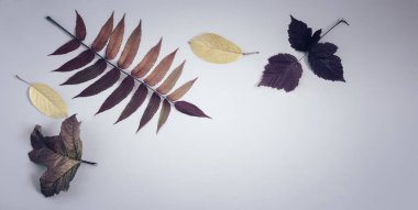 Mavi arka planda parlak sonbahar yaprakları.