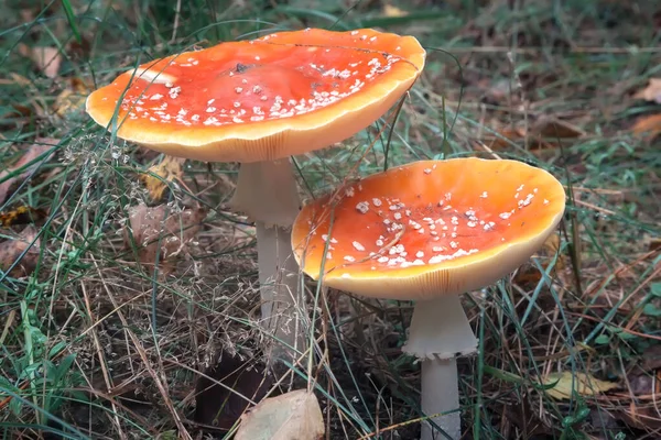 Två giftiga svampar flyger agarisk i en skogsglänta. — Stockfoto