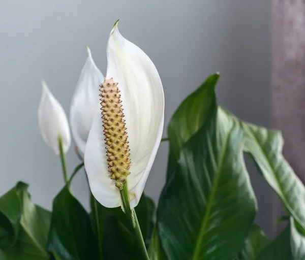 Φυτά εσωτερικού χώρου: λευκό λουλούδι μεταξύ των φύλλων. — Φωτογραφία Αρχείου