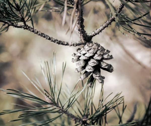 Cono di pino su un ramo d'albero nel bosco . — Foto Stock