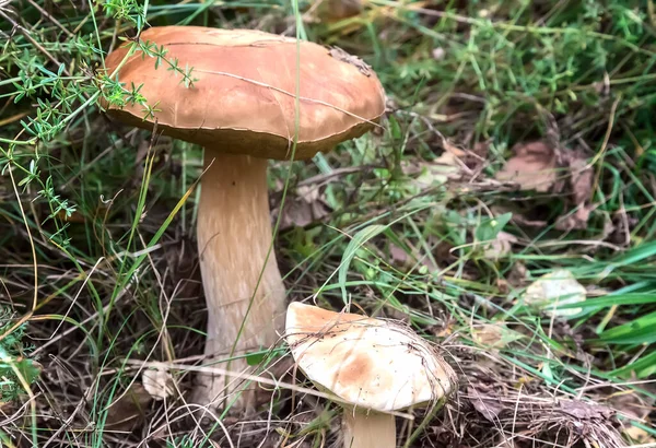 Dois cogumelos venenosos voam agáricos em uma clareira florestal . — Fotografia de Stock