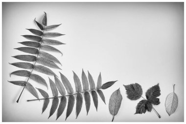 Hafif arka planda düşen sonbahar yaprakları.