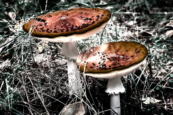 Zwei giftige Pilzfliegen fliegen auf einer Waldlichtung. Abstraktes Bild. — Stockfoto