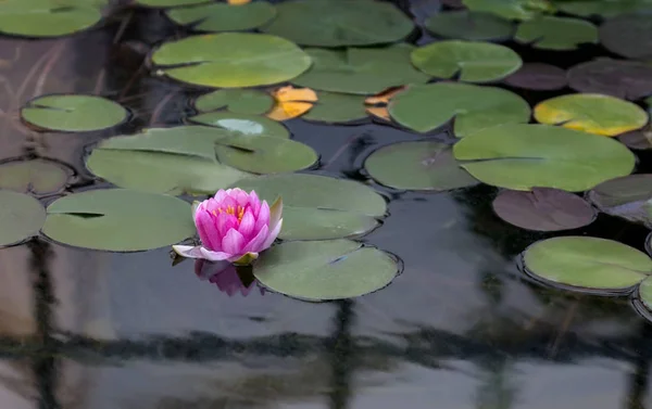 Fioritura Lotus rosa sulla superficie dell'acqua — Foto Stock
