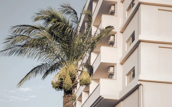 Palmera con fruta cerca del hotel —  Fotos de Stock