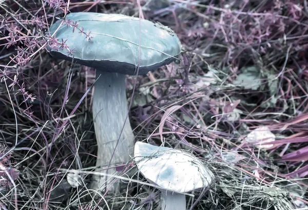 Two mushrooms grow in a forest clearing. The infrared effect, abstract image — Stockfoto